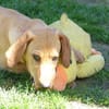 Liebe Darby sucht Zuhause