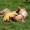 Liebe Darby sucht Zuhause