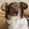 Laika, geb. ca. 11/2024, 41462 Neuss