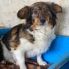 Laika, geb. ca. 11/2024, 41462 Neuss