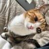 Kiyo sucht ihre Familie