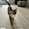 Kiyo sucht ihre Familie