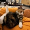 Kiyo sucht ihre Familie