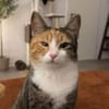 Kiyo sucht ihre Familie