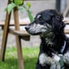 Möchten Sie Sughera eine Chance geben?