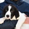Lieber Sultan sucht Familie