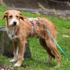Taki sucht sein Traumzuhause