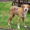 Taki sucht sein Traumzuhause