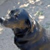 Zenon sucht neue Familie