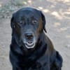 Zenon sucht neue Familie