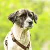 Bella unser Herzenshund..