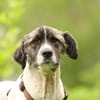 Bella unser Herzenshund..