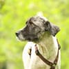 Bella unser Herzenshund..