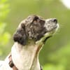 Bella unser Herzenshund..
