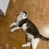 Jonny Stattlicher Kater sucht  Familie