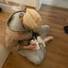 Jonny Stattlicher Kater sucht  Familie