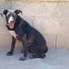 Nerina sucht Familienanschluss