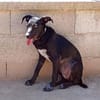 Nerina sucht Familienanschluss