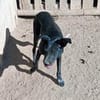 Nerina sucht Familienanschluss