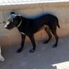 Nerina sucht Familienanschluss