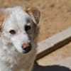 April sucht passendes Zuhause
