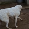 Priscilla sucht ein liebevolles Zuhause