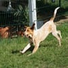 Liebevolles Zuhause für Corinna gesucht