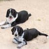 Carolina sucht liebevolles Zuhause