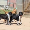 Carolina sucht liebevolles Zuhause