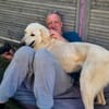 Brando möchte Ihr Familienhund werden