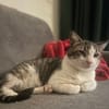 DIDIER, chat européen