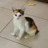 MINA, chaton femelle type européen