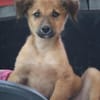 BOUNKAY, chiot mâle Berger Créole