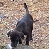 Milady, Femelle junior Croisée Labrador