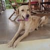 Suzie la belle et douce louloute