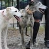 Dalila et Brava