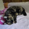 Malvina