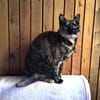 Malvina