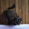 Malvina