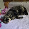 Malvina