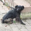 Tamu - sehr lieb u u. verspielt