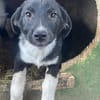 Bailey - möchte ein Familienherz erobern
