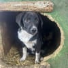 Bailey - möchte ein Familienherz erobern