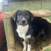Bailey - möchte ein Familienherz erobern