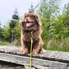 Josie - ist neugierig