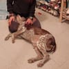 Cori - Kuschelmaus sucht liebe Familie