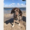 Cori - Kuschelmaus sucht liebe Familie
