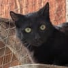 Kater Arthos