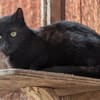 Kater Arthos