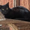 Kater Arthos